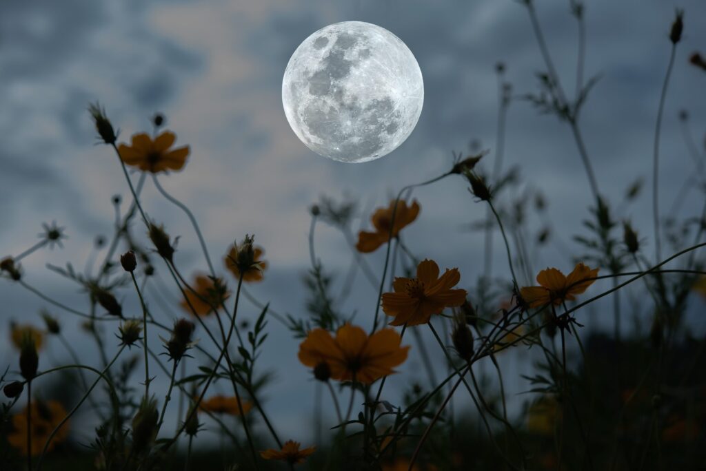 Full moon with silhouette cosmos flower garden at night.