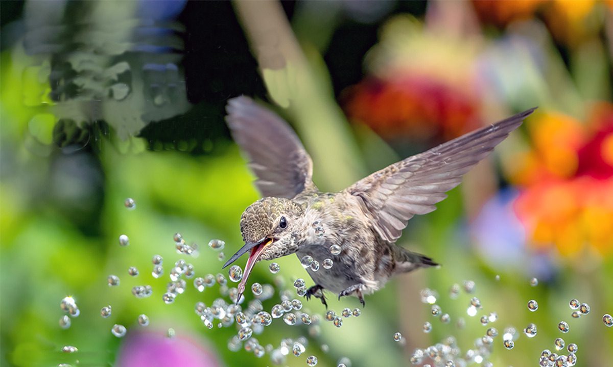 Promueve NWF concurso de fotografía sobre jardinería sostenible para la vida silvestre