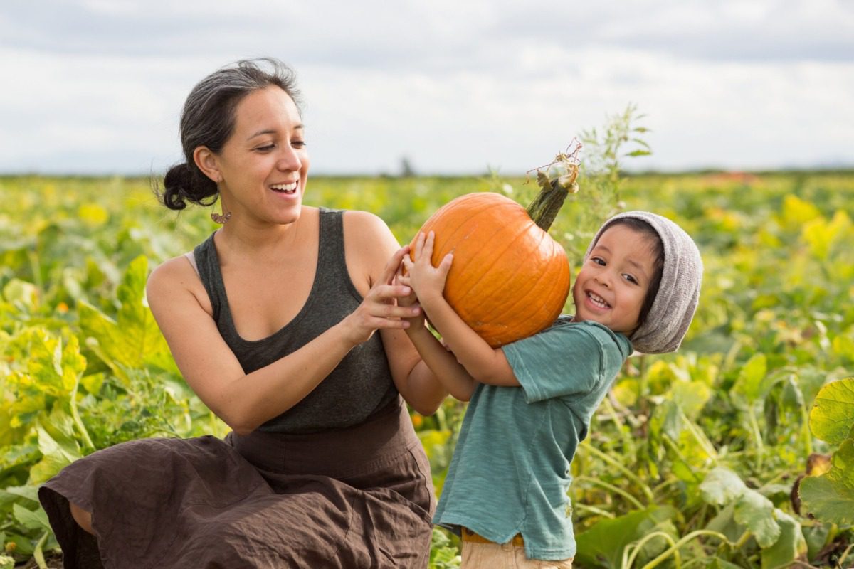 Mother and toddler son pick pumpkins in a pumpkin patch during the Fall season.